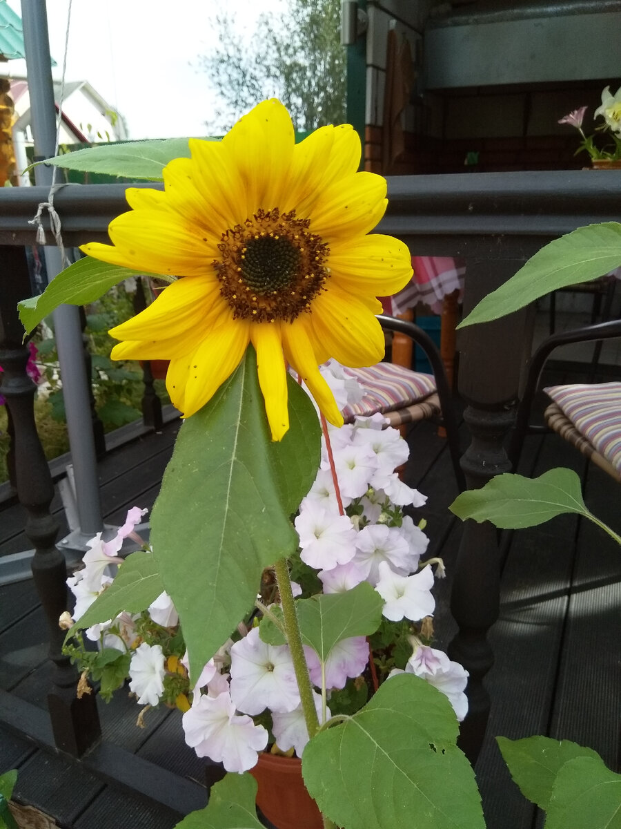 Это мой прошлогодний декоративный подсолнух.