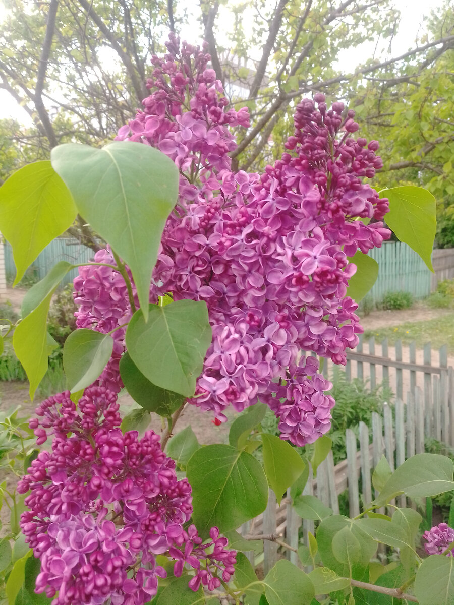 Сорт сирени Алёша