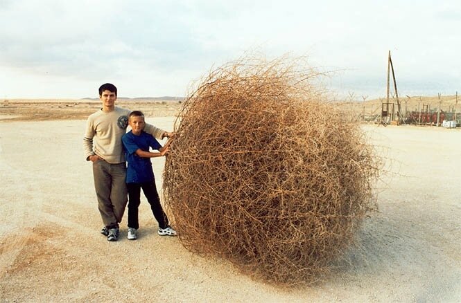 Иногда перекати-поле достигают вот таких внушительных размеров.  Источник: https://vk.com/photo-191818748_457239021?rev=1