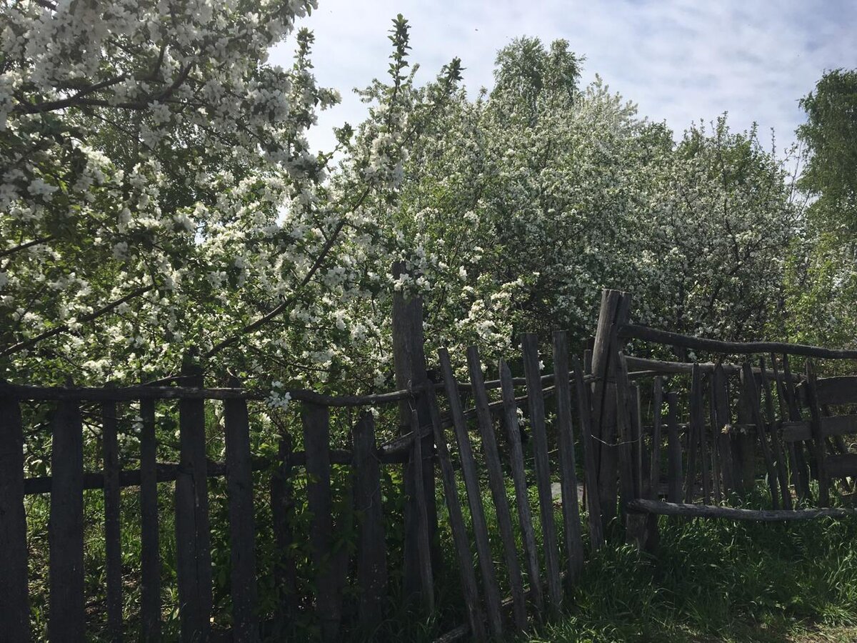 Яблони моего детства, каждая вкусна по своему.
