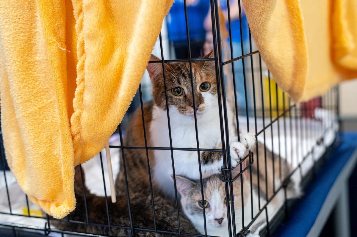 Фотография участников нашего фестиваля «Тыквы и Коты».