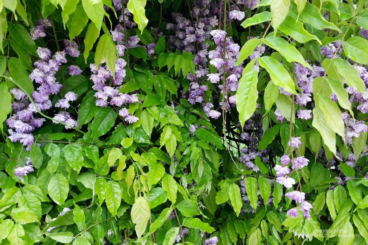    Антициклон оградит территорию Кубани от дождевых туч