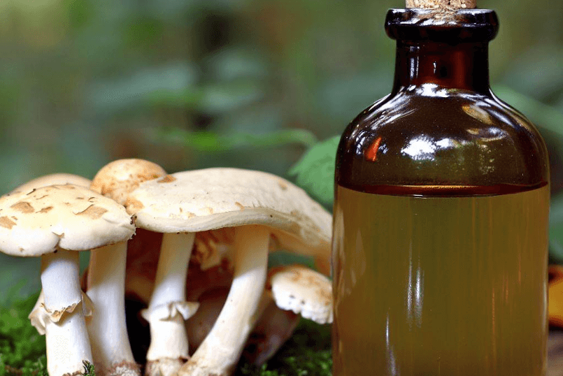    Ученые нашли вещество, которое нейтрализует яд бледной поганки