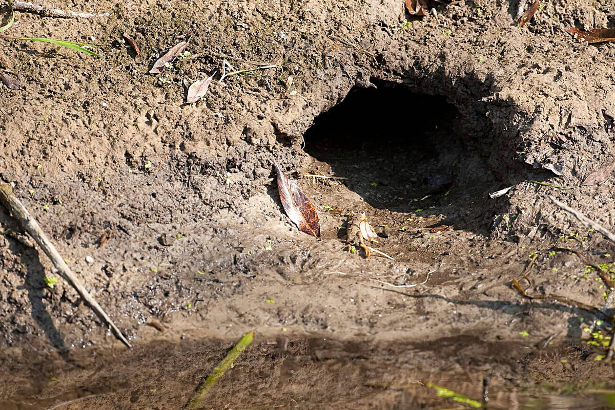 Артынан қара нәсілді адамдардың суреті