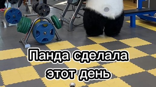 Вокруг панда собирает круг. Панды нападают на людей. Вокруг панда собирает круг. Панды иллюстратора мохнатого пса. Мультяшная панда с бамбуком.