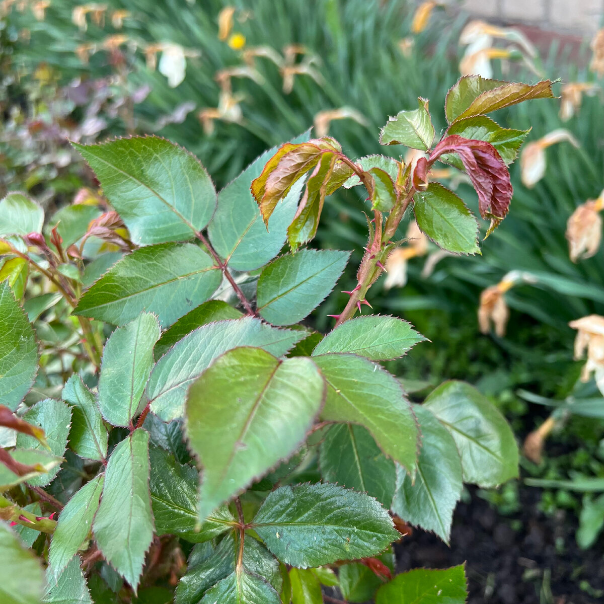 Флорибунда Herzogin Christiana. 21.05.2023.