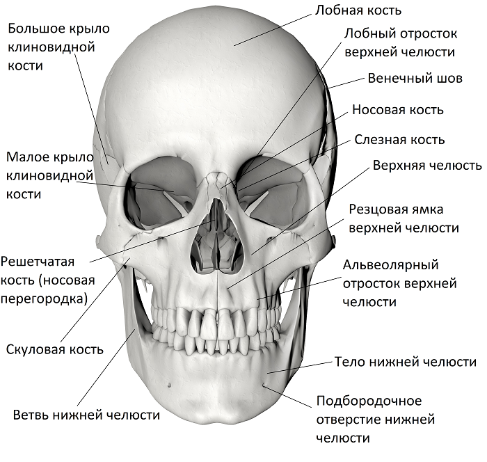 Соединение между лобной и теменной костями. Кости черепа человека анатомия. Строение костей черепа человека. Кости лицевого отдела черепа человека вид спереди. Череп человека с названием костей.