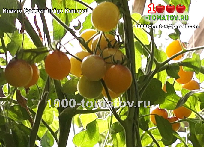 Томат Индиго Кумкват Indigo Kumquat  фото 2