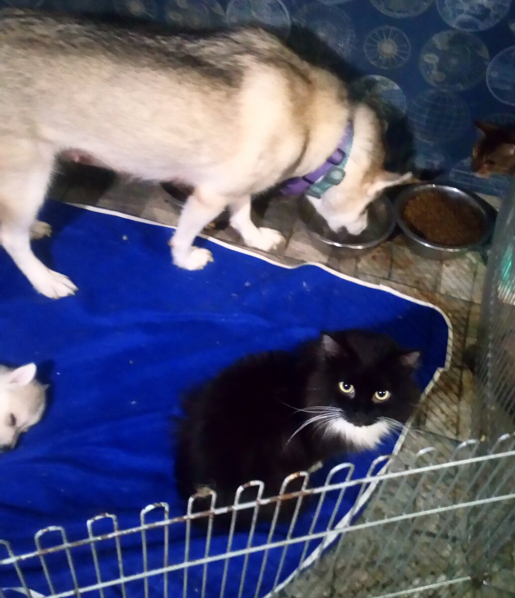 Виновник торжества следит за щенками. 