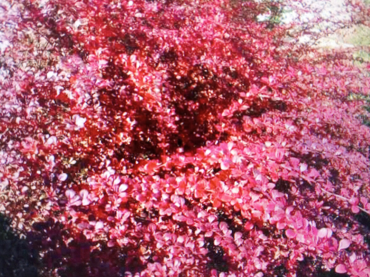 Атропурпурея Нана осенью