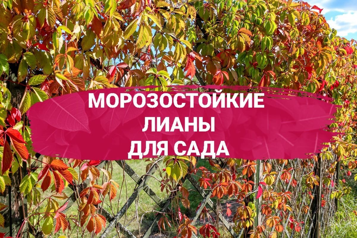 ⭐Морозостойкие лианы для сада⭐ | Питомник Росток 🌱 | Дзен