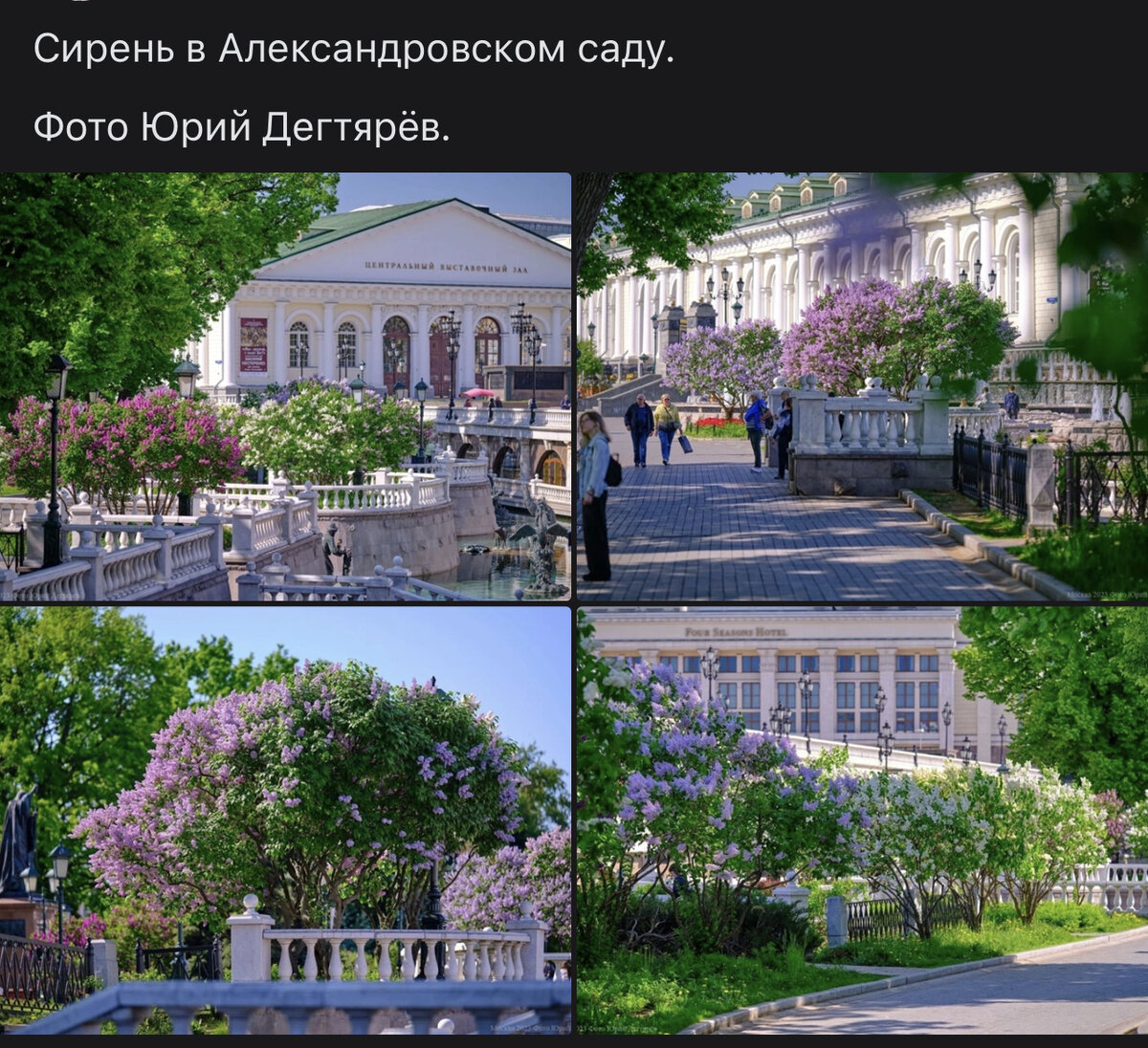 🌸ЗАЦВЕЛА СИРЕНЬ 🌸В МОСКВЕ. ГДЕ ПОСМОТРЕТЬ? Цветение 2 недели с 15го, до  конца мая!))) ТОП 5 МЕСТ - ДЛЯ ЛАНДШАФТНОГО ДИЗАЙНЕРА | АННА ПОДОЛИНА,  экология, state-skills и дизайн| ЭКОГОРОДА | Дзен