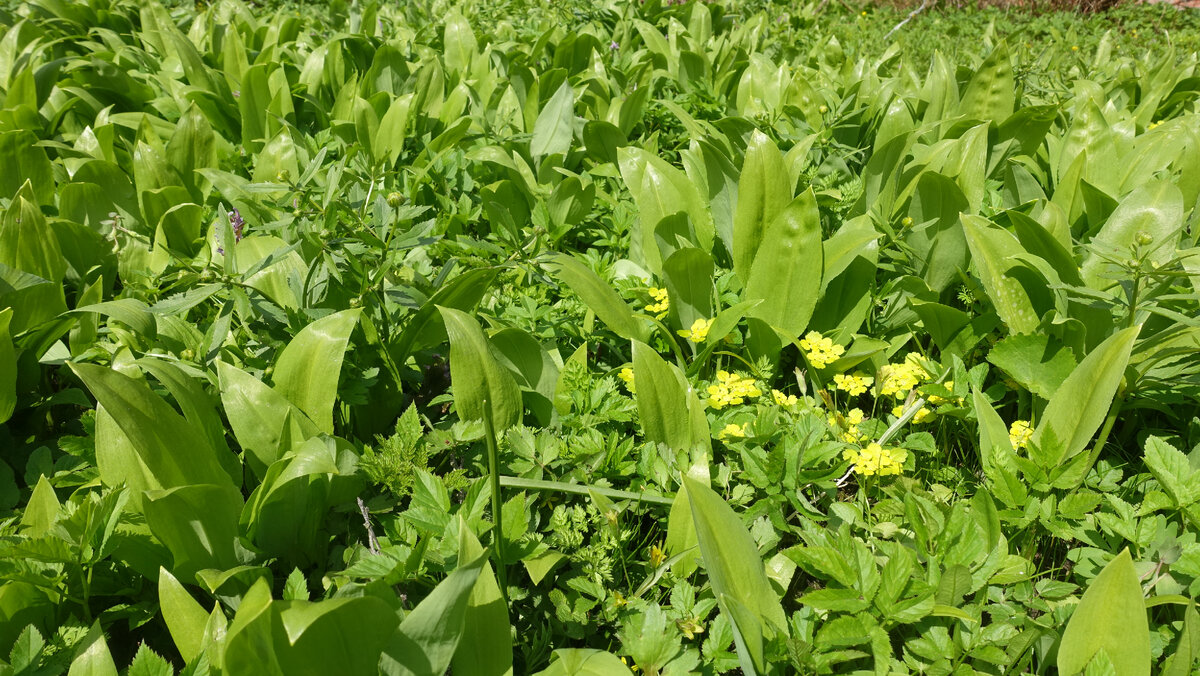 Это кусочек нашего "газона" в мае 2022 года, но суть передает