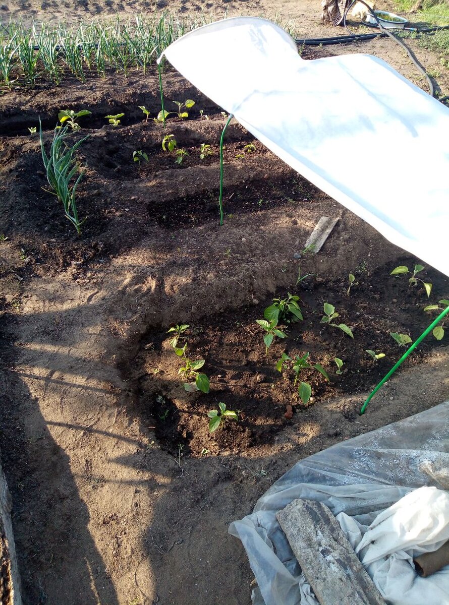 Перец уже посадил в открытый грунт