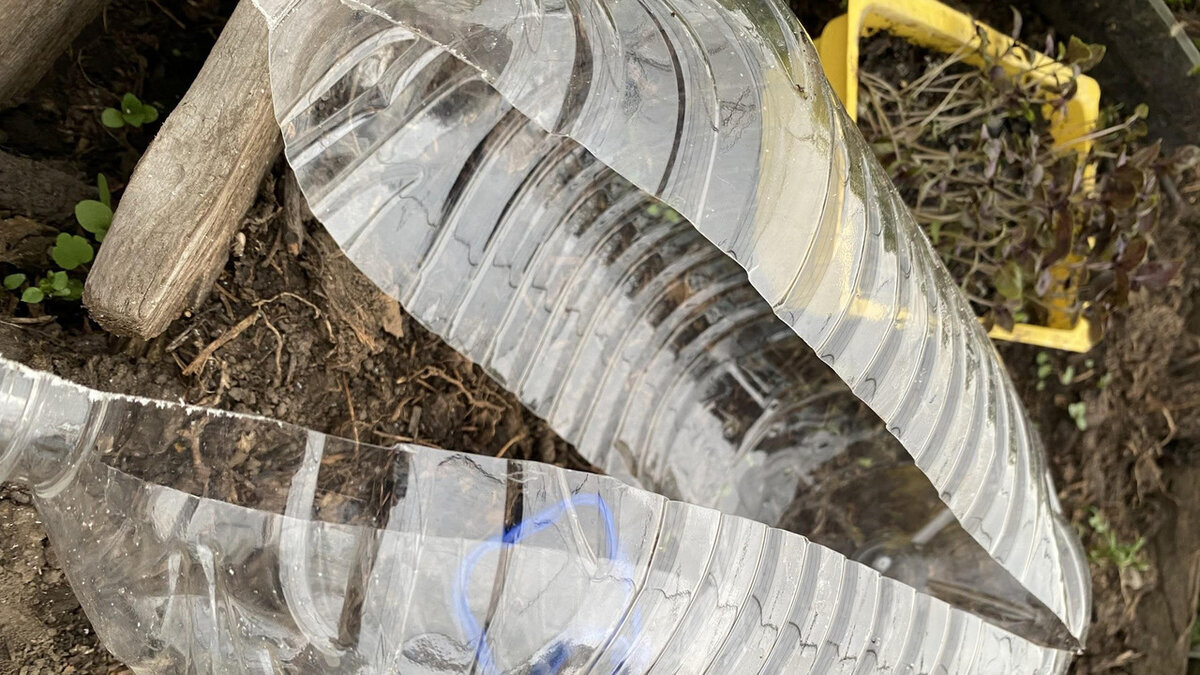 Зеленый лук в пластиковой бутылке на подоконнике: как вырастить дома, фото