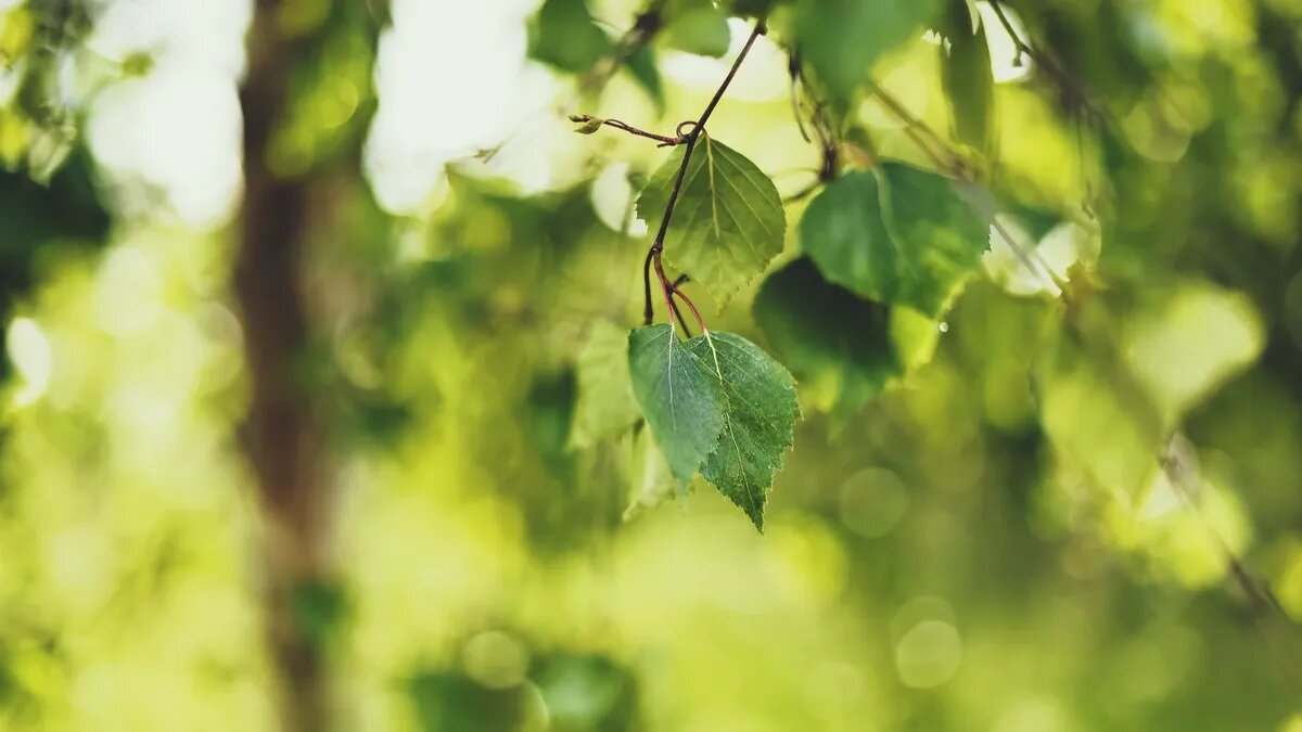 Троицкая седмица - это торжественная неделя после праздника Троицы. Фото: pxhere.com