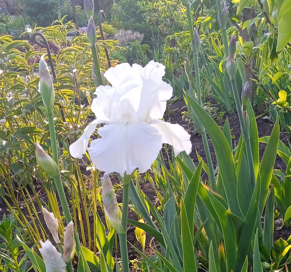 Белый ирис. Цвет надежд