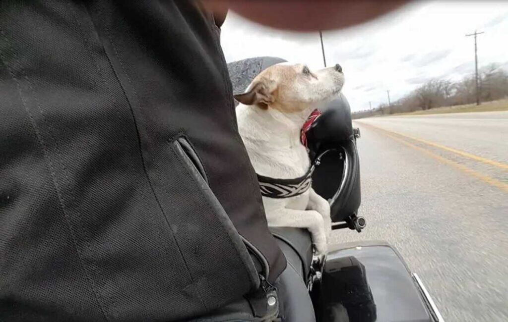 Брендон и пес. Источник фото: https://www.universoanimali.it/motociclista-nota-un-uomo-che-picchia-un-cucciolo-e-si-ferma-per-dare-una-lezione-di-vita-il-cucciolo-diventa-il-suo-copilota/