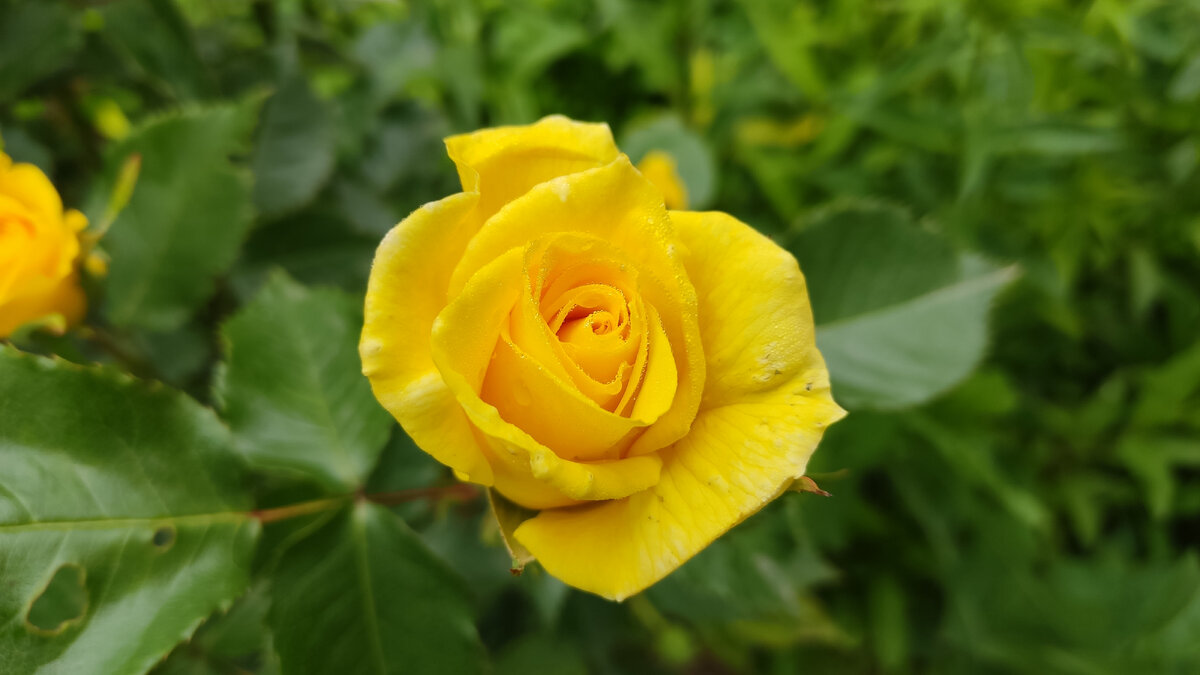 Первые уже распустились.