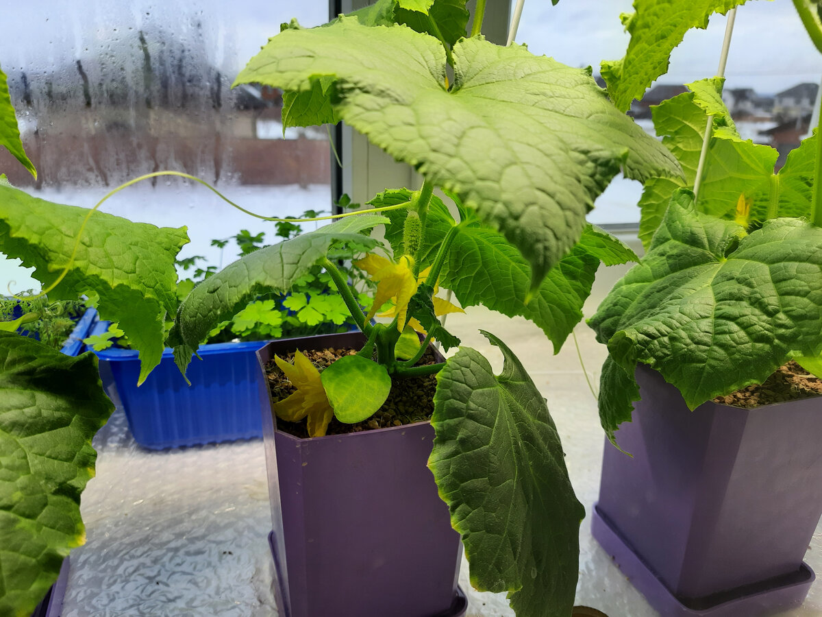 Зима, «огурцы в стакане» растут без насекомых, увенчанные женским цветком