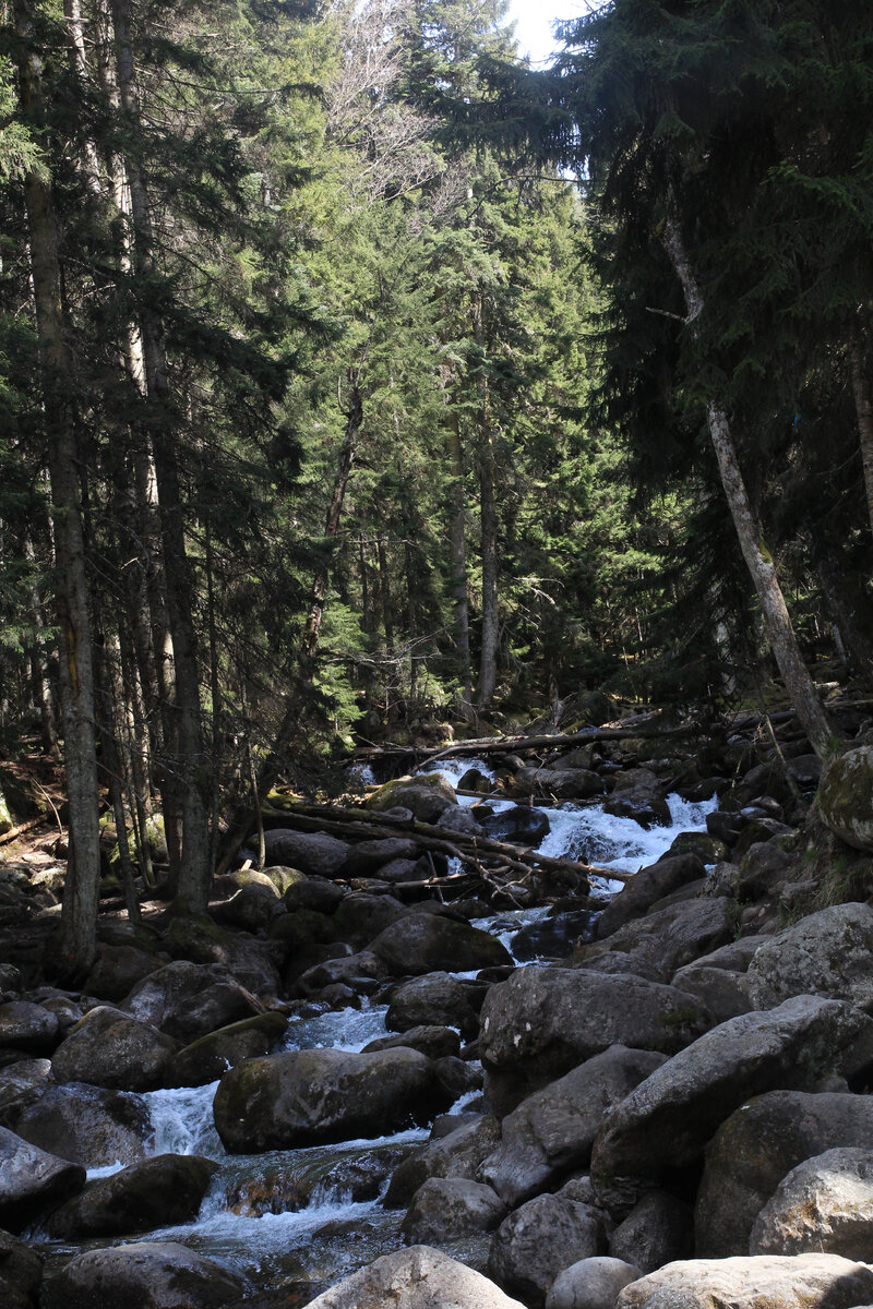 Собственно, пример черновой тайги