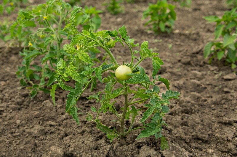 Выращивание низкорослых томатов: даже начинающий дачник сможет похвастаться огромным урожаем