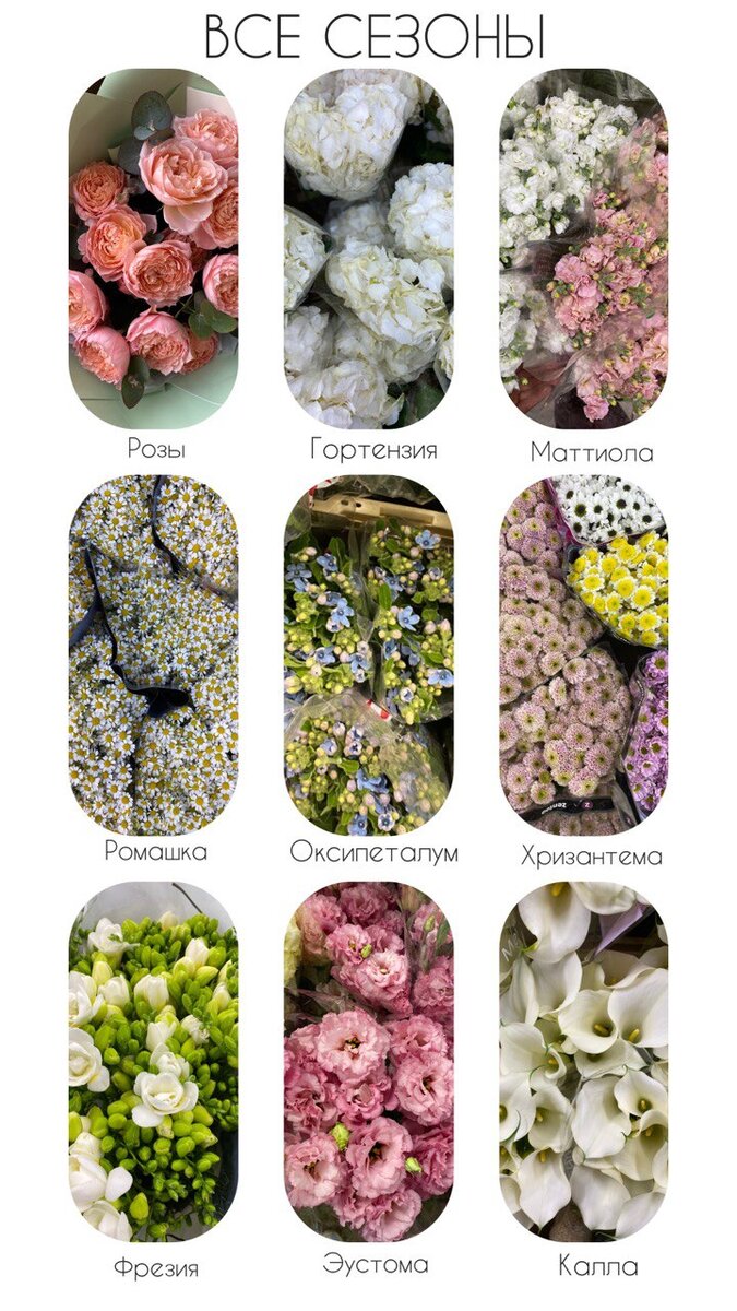 Привет, друзья! Давно не виделись!  А мы подготовили для вас интересный и уникальный в своем роде дайджест по сезонности цветов. Спросите зачем он нужен? А ведь этот материал безумно полезен, как для профессиональных флористов, так и для людей, которые хотят презентовать максимально эффектный букет или организовать мероприятие. В 21 веке почти все цветы доступны на аукционах круглый год и достать пионы в январе или ромашки в ноябре- совсем не проблема. Однако такие пионы будут совсем не такие как на картинках на Pinterest и скорее всего, останутся в бутонах, так и не порадовав получателя пышным раскрытием. Следующий аспект – цена. Стоимость, к примеру, тех же пионов в зимние предпраздничные месяцы может достигать 1000-1500 за стебель в зависимости от сорта и страны происхождения. И это не прихоть продавцов цветочных магазинов- т.к. выгонка такого пиона требует совершенно других условий, температурных режимов и транспортировки нежели в сезон его естественного цветения. Но это не значит, что к 14 февраля вам следует отказаться от нежного букета любимой и оставить ее без подарка- гораздо логичнее порадовать ее букетом из лютиков (ранукулюсов), который совсем не уступает пионом в нежности и уточенности, сбережет бюджет и точно не оставит  ее равнодушной. 
Таким образом, если вы хотите приобрести цветок по максимально приемлемой цене и долго радоваться его стойкости и наблюдать за раскрытием, самое важное- то приобретать цветок в сезон его цветения или максимально приближенное к тому время. Особенно важно это для тех, у кого планируется мероприятие, требующее флористического оформления, где в зависимости от сезона бюджет проекта может возрастать кратно.
И так, начнем с самого простого: цветы не подверженные сезонности или имеющие совершенно незначительные сезонные колебания в поставках и доступные круглый год: 
 - Роза одноголовая и кустовая. Ни Российские, ни зарубежные сорта сейчас не имеют никаких сезонных колебаний по розам. Все сорта от любимой миллионами мужчин Ред наоми, до любимой женщинами Джульетт, Вайт или Пинк Охара доступны круглый год без ярко выраженных сезонных колебаний, что безусловно делает розы самым востребованным цветком вне зависимости от времени года.  
 - Альстромерия. Доступна круглый год. С апреля по август на рынке помимо круглогодичной перуанской появляется армянская и краснодарская. Цена ниже, соцветия более крупные, массивные стебли, но при этом и стойкость по нашим наблюдениям несколько ниже.  
 - Эустома. Традиционно круглогодичный поставщик эустомы – Израиль. С мая по август доступна от Краснодарских ферм отличается более массивными стеблями и крупными цветами.
- Маттиола.  Основные поставщики кустовой и одноголовой маттиолы -  Эквадор и Италия. В мае появляется краснодарская, отличающаяся более массивными стеблями и соцветияими.
- Подсолнух. Голландский подсолнух доступен круглый год.
 - Гортензия (Колумбия). Колумбийская гортензия доступна в любое время года. Ее спад приходится на май-сентябрь, когда на арену выходит ее голландский аналог, обладающий более крупными соцветиями и многообразием цветов. Однако это тот случай, когда сезонный цветок стоит дороже своего всесезонного собрата в среднем в 2-3 раза. Но и эффектность крупных, пушистых голландских «голов» с многогранными оттенками гортензий куда привлекательнее.
 - Диантус. Круглый год, 7 дней в неделю и 24 часа. Диантус или гвоздика доступна всегда в всем многообразии оттенков.
 - Калла. Голландаская кала доступна круглый год, с апреля по август на рынке появляется краснодарский аналог, который значительно крупнее и массивнее.
 - Фрезия. Круглый год доступна голландская калла, с апреля по июль доступна краснодарская, обладающая более миниатюрными стеблями, но более богата на выбор оттенков. 
 - Гербера. Доступна круглый год во всем многообразии форм и оттенков.
-  Хризантема. Доступна круглый год. Максимальный выбор форм и оттенков в осенние месяца.
 - Ромашка (Камилла). Доступна круглый год, в весеннее- летние месяца максимально крупные охапки, массивные и разветвленные стебли.
-  Дельфиниум. Доступен круглогодично. В период с июля по август присутствуют отечественные поставки не уступающие голландским аналогам по качеству.
-  Шамилациум. В России и странах СНГ не растет, зато Австралией на голландские аукционы поступает круглогодично. 
- Ирис. Голландский ирис есть в поставках всегда и в среднем по году колебания цены связаны только с праздниками. 
- Окспипеталум. Поставляется Голландией и доступен круглогодично. 
- Антуриум. Круглогодично доступен от голландских производителей.
- Озатамнус - один из самых любимых невестами декоративных цветов доступных круглогодично.  
- Скимия. Доступна круглогодично. В весенние месяца помимо красных или зеленых шариков может одарить еще ароматным цветением.
- Орхидея. Голландские орхидеи доступны круглогодично. 
- Гиперикум. Белый, красный, зелены и розовый гиперикум доступен для заказа круглогодично.
- Краспедия. Доступна для заказа круглый год. В летние месяца в поставках встречается экстремально крупной. 
- Агапантус. Доступен и поставляется Нидерландами круглогодично.
- Статица.  Круглогодично поставляется Голландией, в летние месяца появляется и отечественный аналог более крупный и богатый в выборе оттенков.
Фисташка, Эвкалипт, Салал, Питоспорум. Техническая и декоративная зелень доступна круглый год. 
Тот факт, что в то или иное время года меньше сезонных цветов совсем не значит, что вам придется отказаться от выбранной цветовой гаммы или же их стойкость будет гораздо меньше. Комбинируйте и сочетайте всесезонные цветы и цветы из нашего календаря сезонности и это поможет вам подобрать букет, который будет радовать вас или вашего заказчика максимально долго по оптимальной цене.
