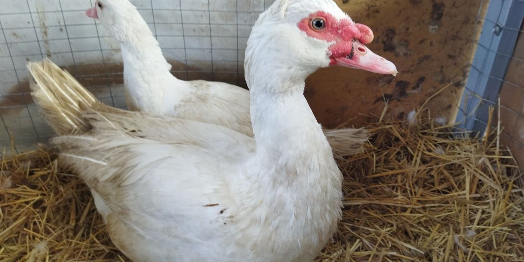 Мускусные утки - история происхождения.