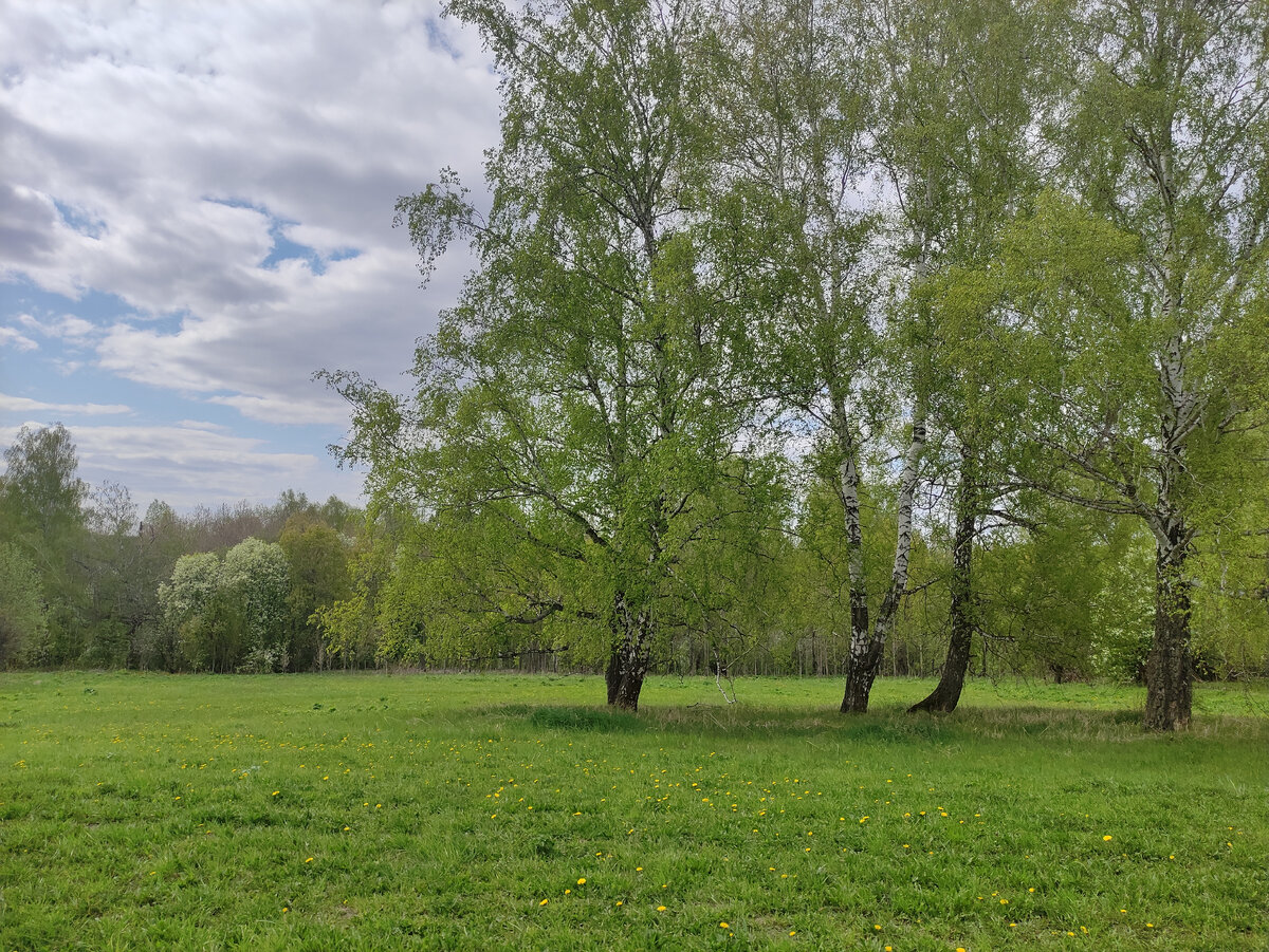 В низинке вовсю цветёт черёмуха