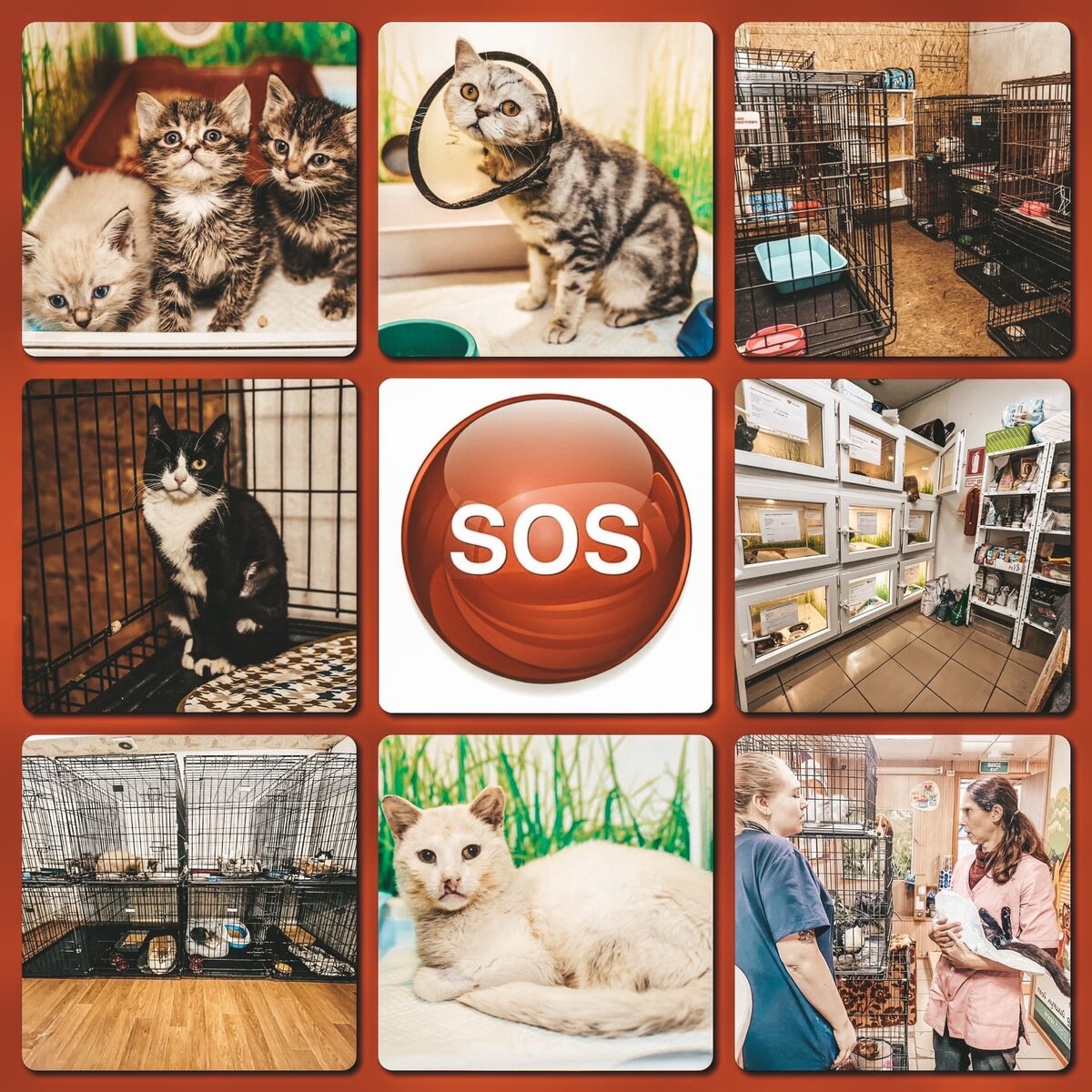 Единственному приюту для кошек в Омске нужна помощь