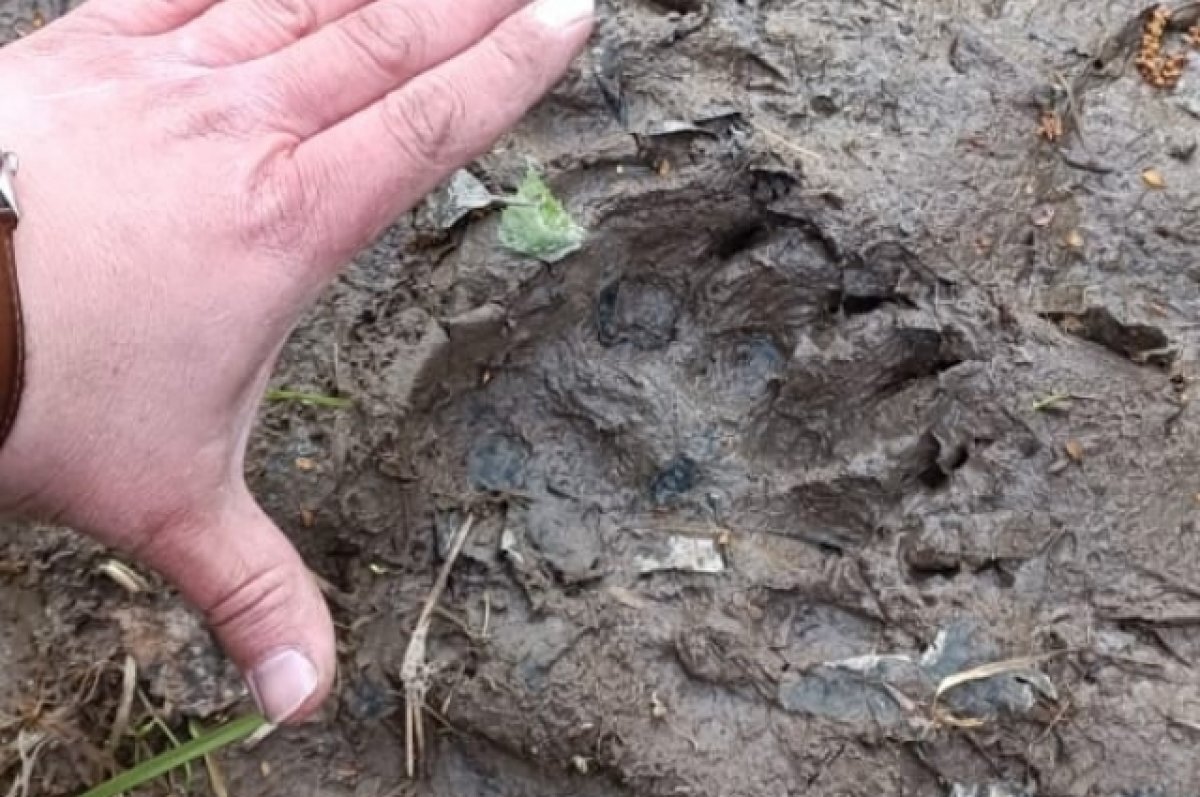    Под Тверью в лесах близ жилых домов обнаружены свежие следы медведя