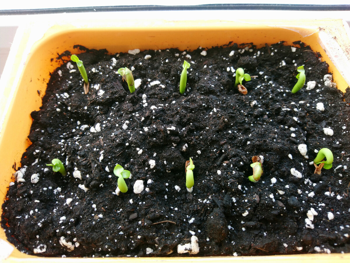 Пять сортов по два семени