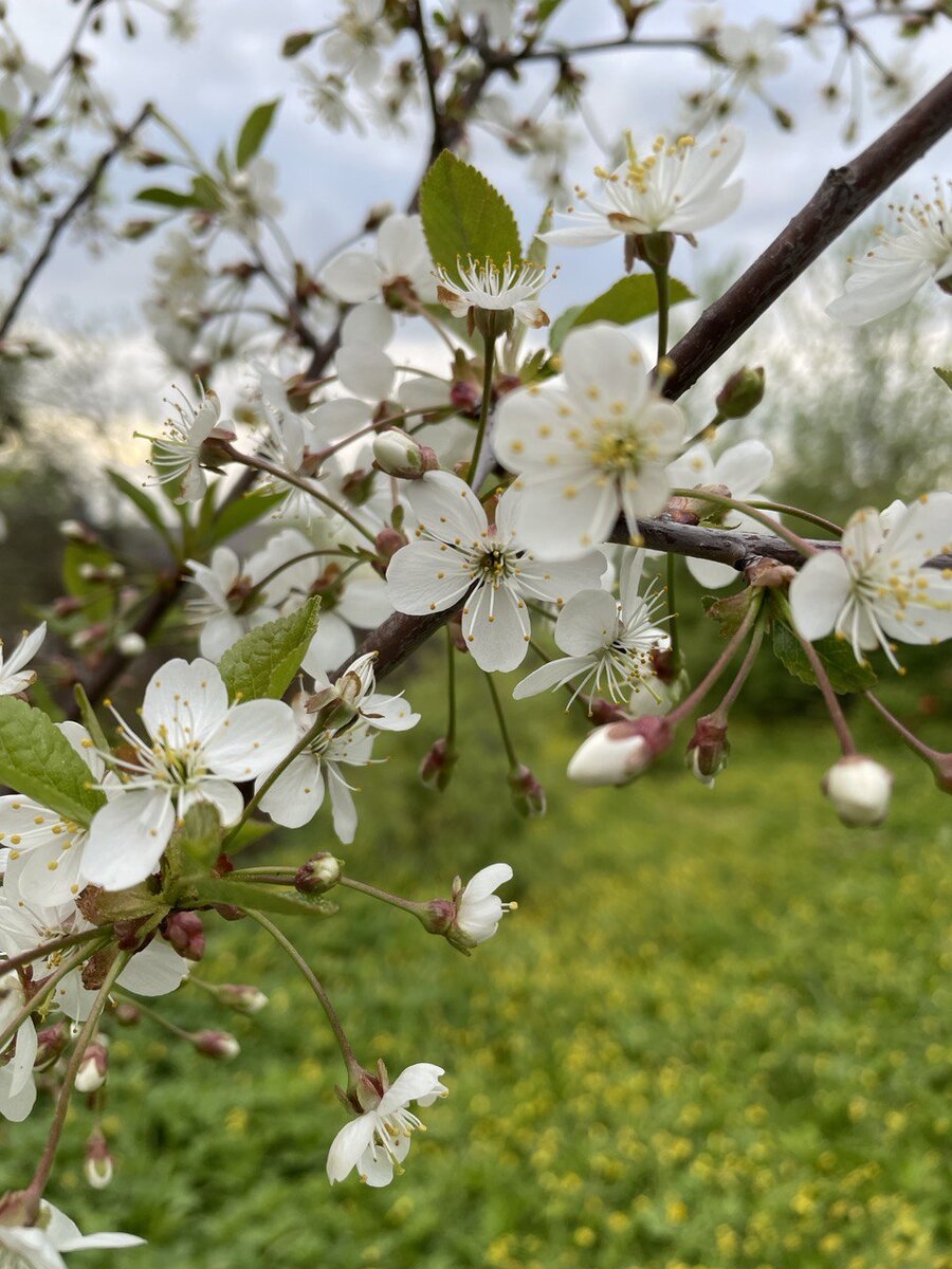 Ниже приводится простое руководство по посадке растений в саду для ребенка, написанное с точки зрения ребенка. Закатайте рукава, наденьте синие джинсы и помните, что разговоры ничего не стоят.