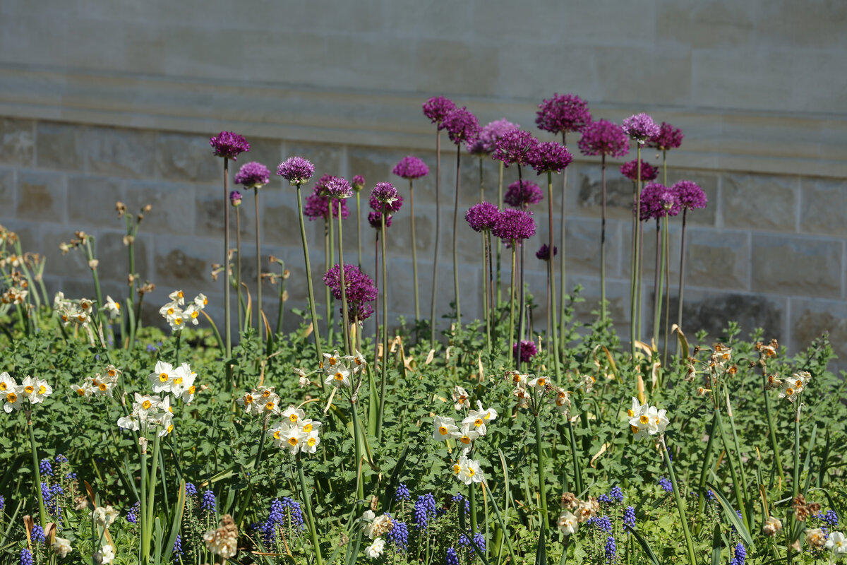  Лук афлатунский (Allium aflatunense) 