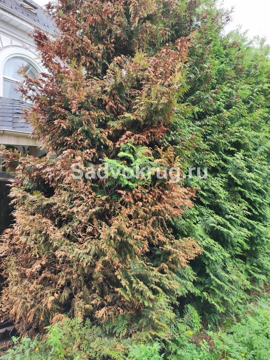 Ржавчина туи