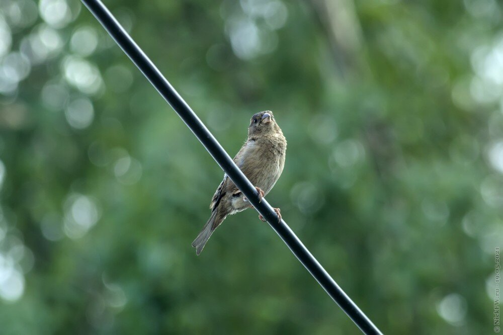 1. Воробьиха © NickFW.ru — 19.05.2021г.