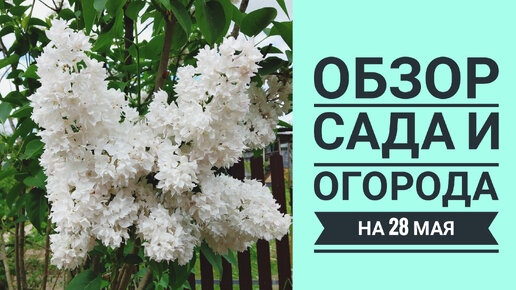 ОБЗОР УЧАСТКА И ОГОРОДА НА 28 МАЯ. ЗАРОСЛИ ТРАВОЙ 🤦‍♀️ ЧТО РАСТЕТ НА ГРЯДКАХ ? 🧐