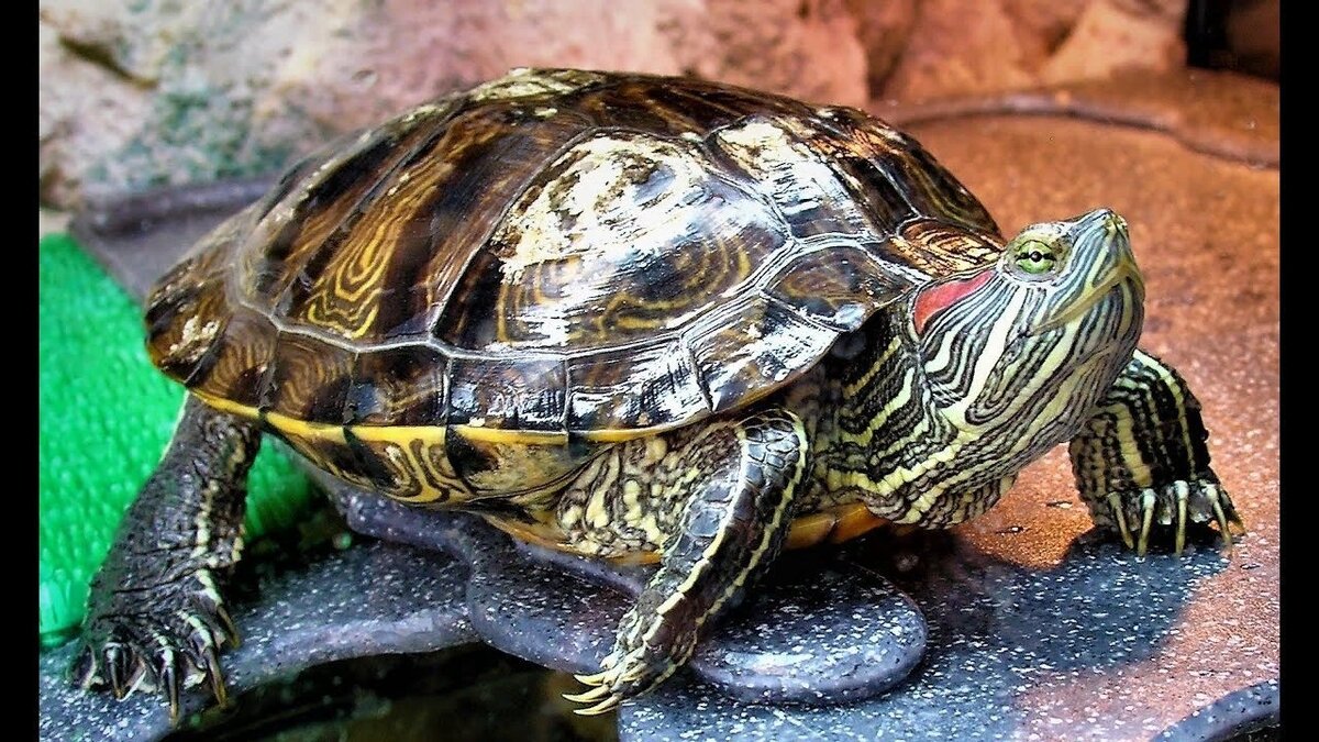 Turtle x. Красноухая черепаха. Красноухие Черепашки. Черепаха красноухая черепаха. Красноухая черепаха взрослая.