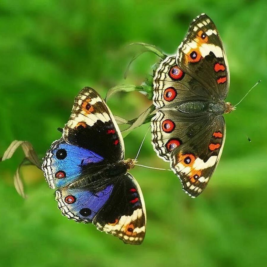 Стихи про бабочек, бабочку
