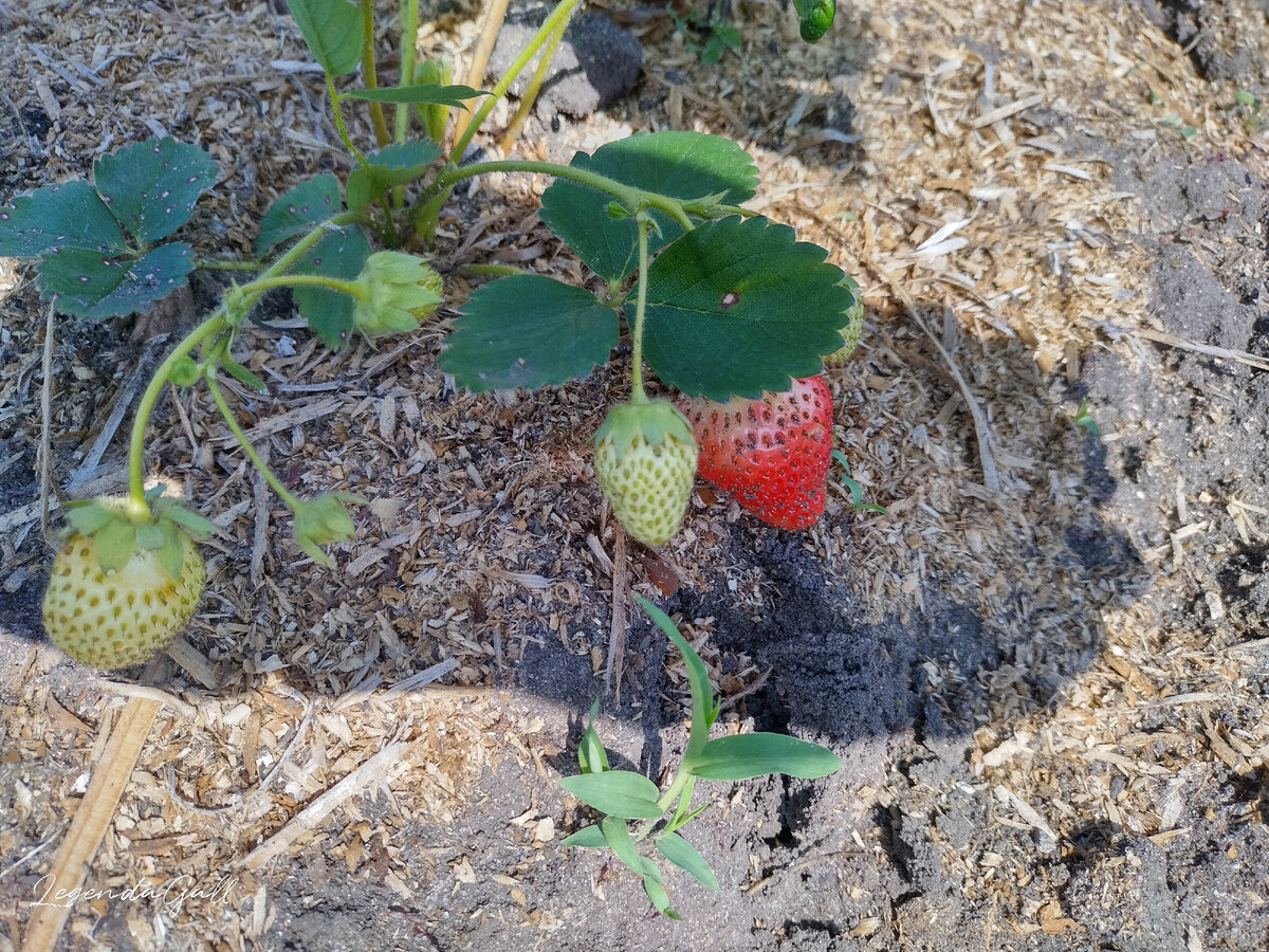 Зреют ягодки