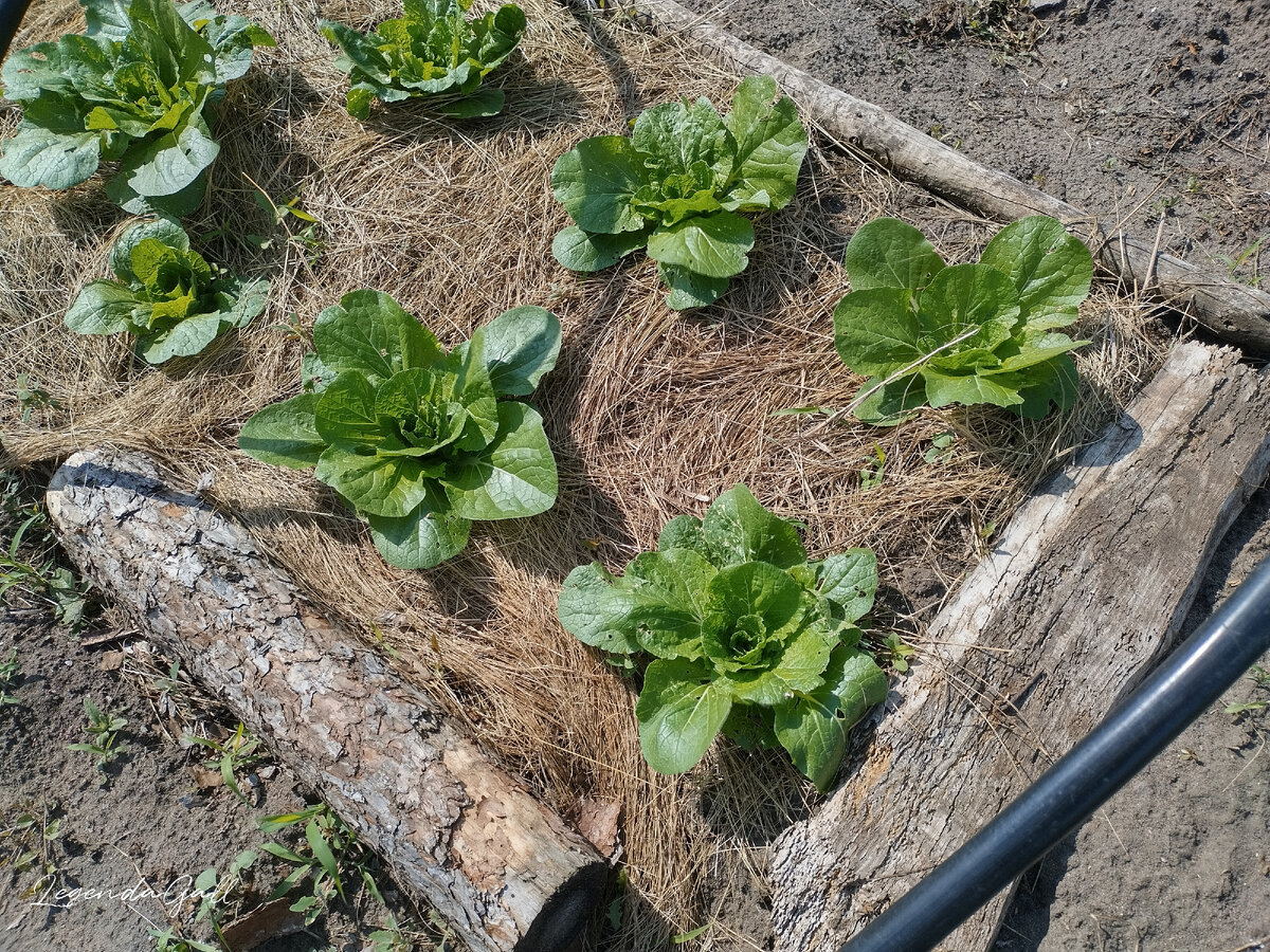 Заодно покажу, как пекинка после дождей подпрыгнула. Интересно, завяжет кочаны или в стрелку уйдет? Так-то семена профессиональные, и гибридные.