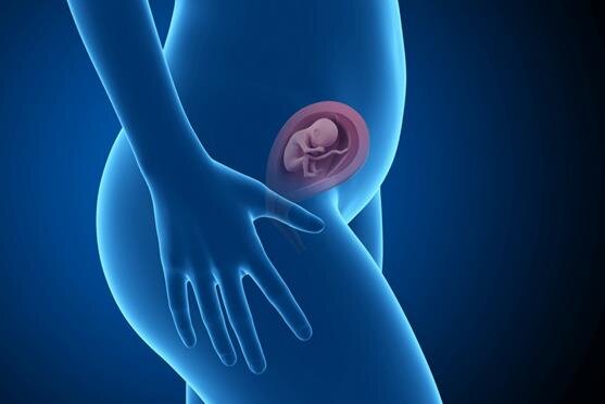 Длина плода составляет 10-12 см, вес – 80 г. Эти размеры аналогичны крупному авокадо