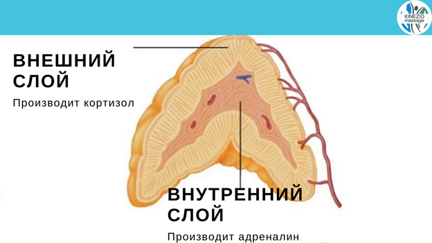 Строение надпочечника