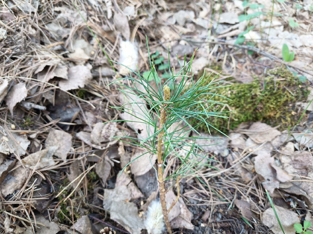 Надеюсь, приживется и лет через 30 превратится в красивое, высокое дерево