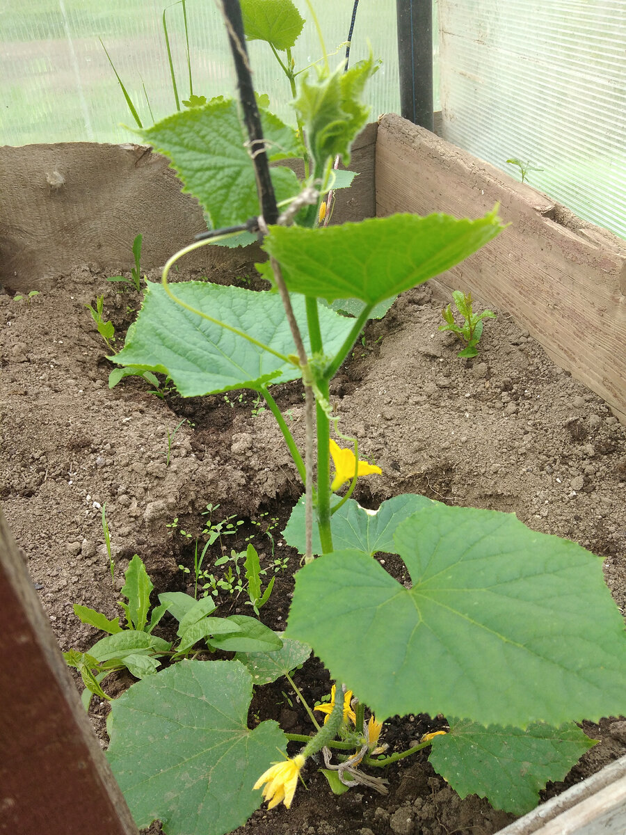 Огурцы скоро будут свои. Фото автора.