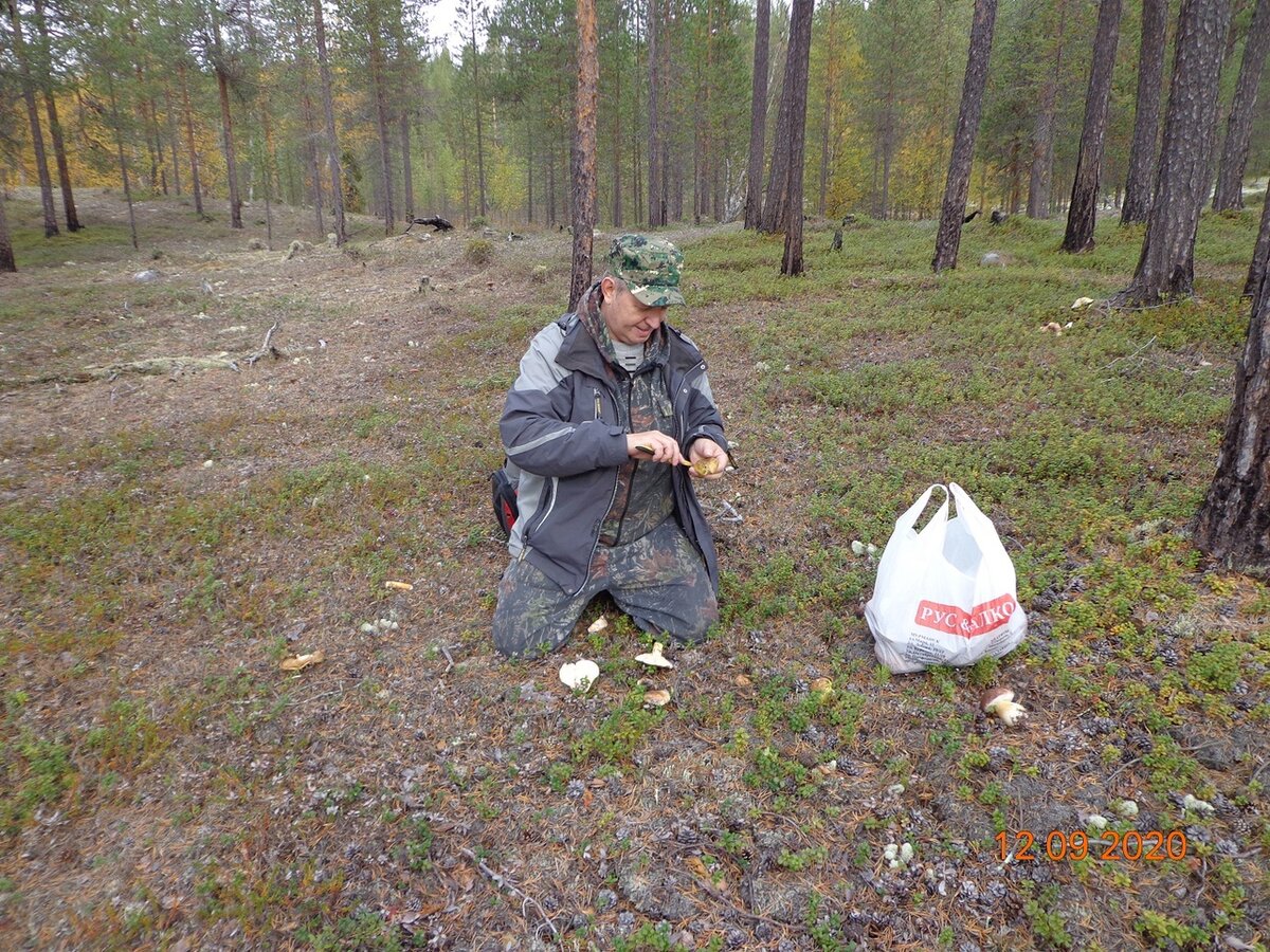 Грибы рябчик. Гриб рябчик. Грибы рябчики фото.