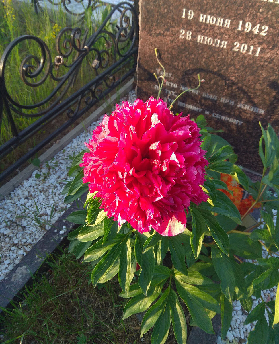 Пионы вовсю цветут. И на кладбище тоже. Вот у мужчины одного какой большой. На закате кажется, будто некоторые лепестки белые.