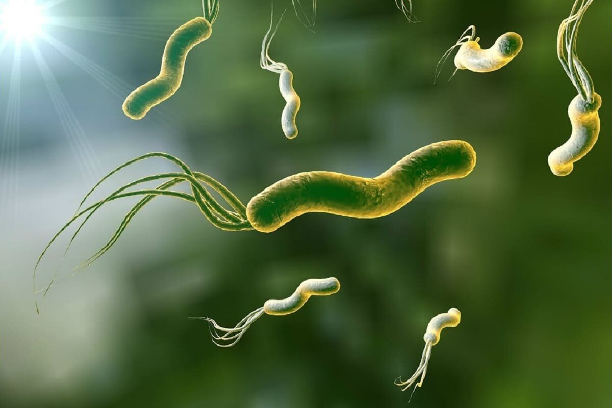 Helicobacter pylori фото