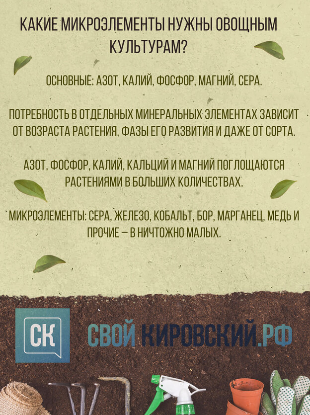 Овощи любят навоз. Удобрение для земли в огороде. График полива и подкормки огородных культур. График подкормки растений. График подкормки фасоли.