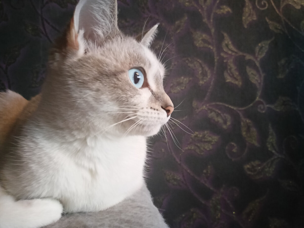 Сонюшка-красавица моя